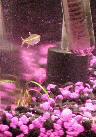 picture of our little fishie