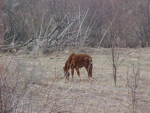 picture of the pretty chestnut horsey