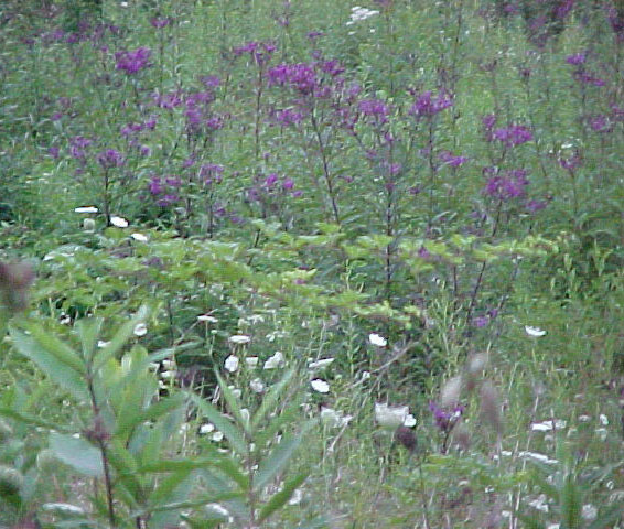 picture of cat's groovy meadow in august