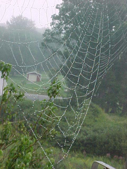 picture of a dew-covered spider web