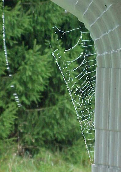 picture of dewy spider web on the downspout