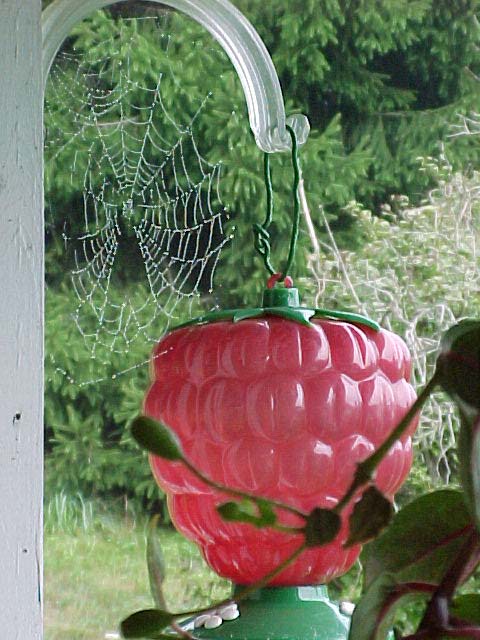 picture of dewy spider web on my hummingbird feeder