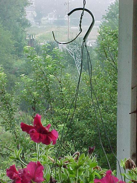 picture of dewy spider web on hanging magenta petunia