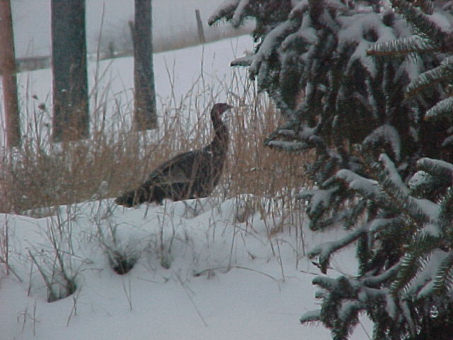 picture of wild turkey in my yard